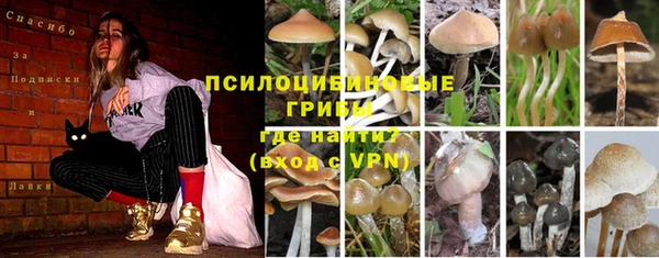 ПСИЛОЦИБИНОВЫЕ ГРИБЫ Алексин